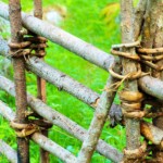 Natursköna miljöer