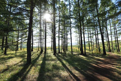 sunrise in the pine trees forest